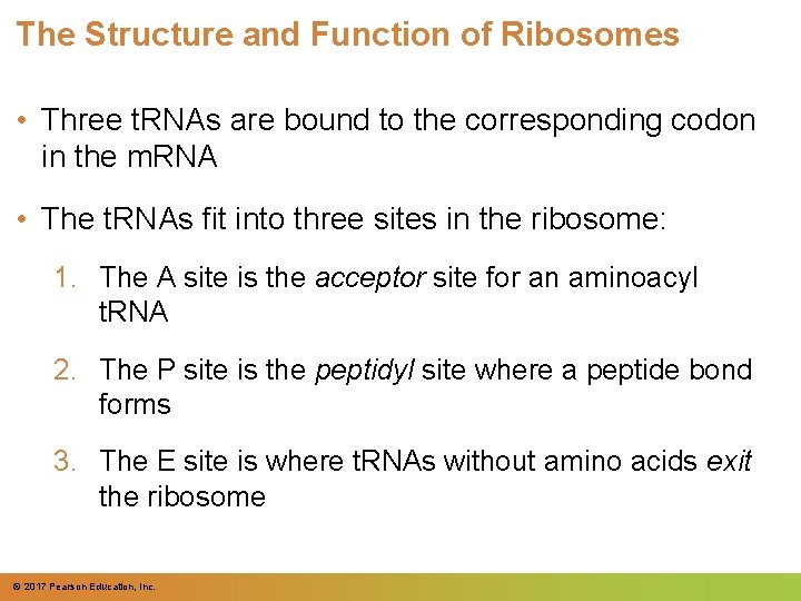 The Structure and Function of Ribosomes • Three t. RNAs are bound to the