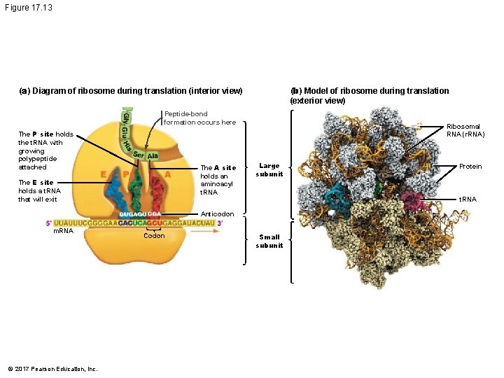 Figure 17. 13 (b) Model of ribosome during translation (exterior view) (a) Diagram of