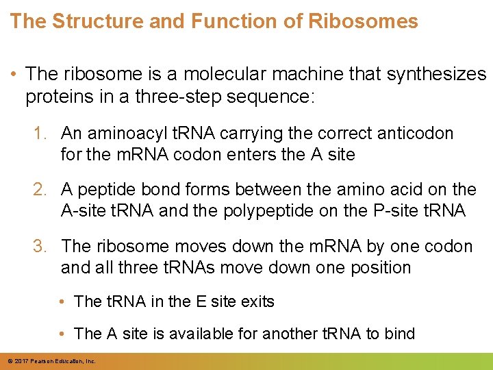 The Structure and Function of Ribosomes • The ribosome is a molecular machine that