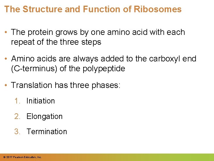 The Structure and Function of Ribosomes • The protein grows by one amino acid