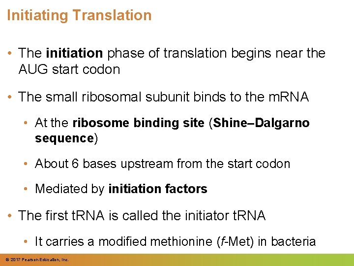 Initiating Translation • The initiation phase of translation begins near the AUG start codon