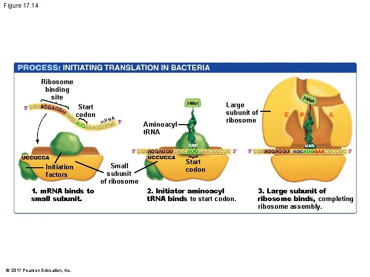 Figure 17. 14 Ribosome binding site Start codon Initiation factors 1. m. RNA binds