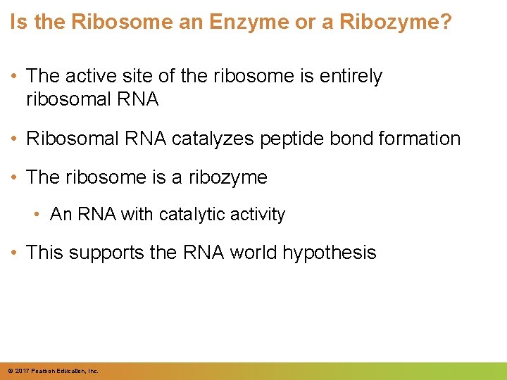 Is the Ribosome an Enzyme or a Ribozyme? • The active site of the