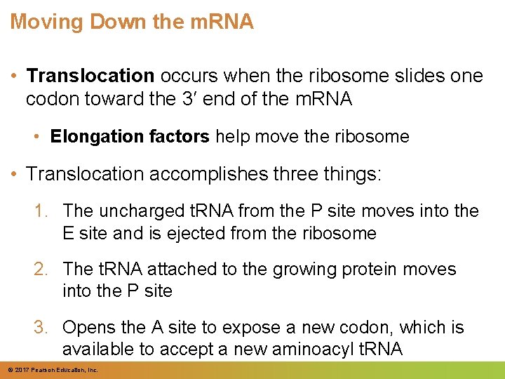 Moving Down the m. RNA • Translocation occurs when the ribosome slides one codon