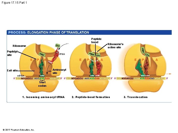 Figure 17. 15 Part 1 Peptide bond Ribosome Peptidyl site Ribosome’s active site t.