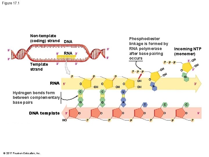 Figure 17. 1 Non-template (coding) strand DNA RNA Template strand RNA Hydrogen bonds form