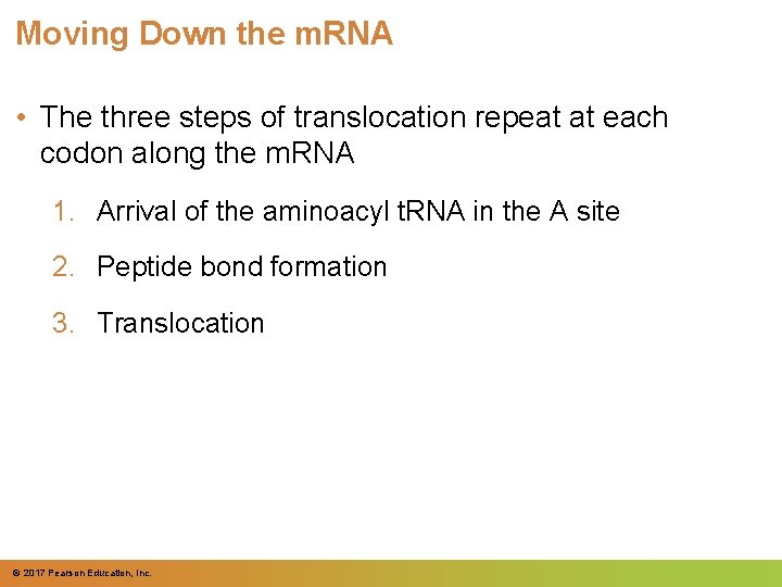 Moving Down the m. RNA • The three steps of translocation repeat at each