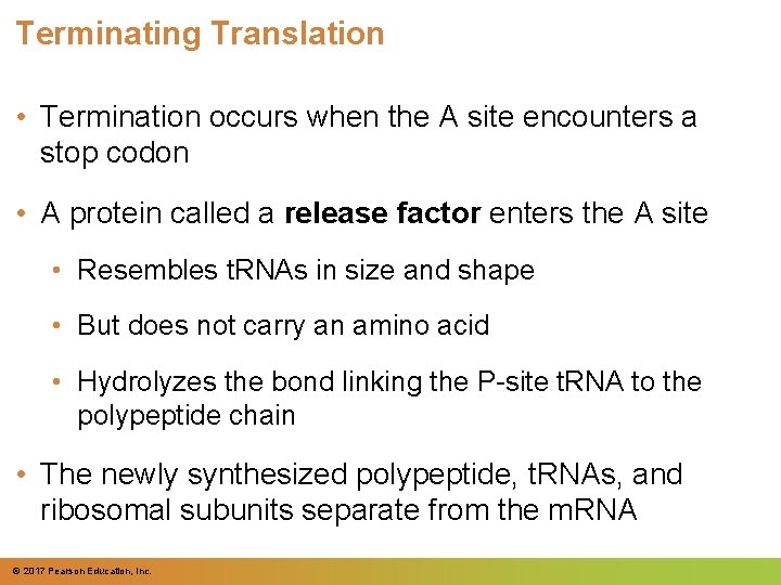 Terminating Translation • Termination occurs when the A site encounters a stop codon •