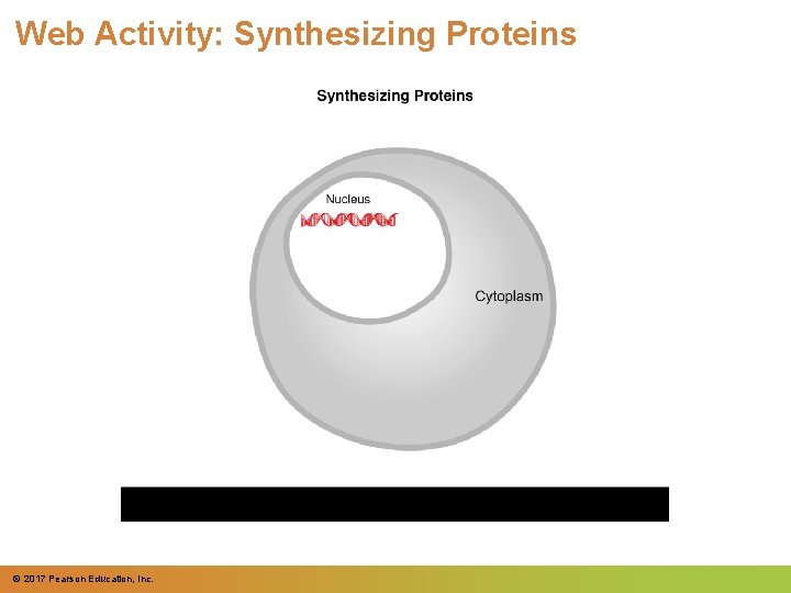 Web Activity: Synthesizing Proteins © 2017 Pearson Education, Inc. 