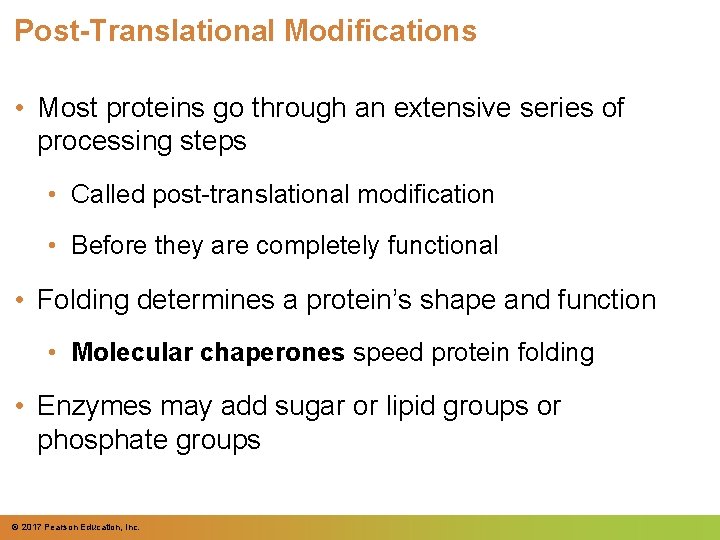 Post-Translational Modifications • Most proteins go through an extensive series of processing steps •