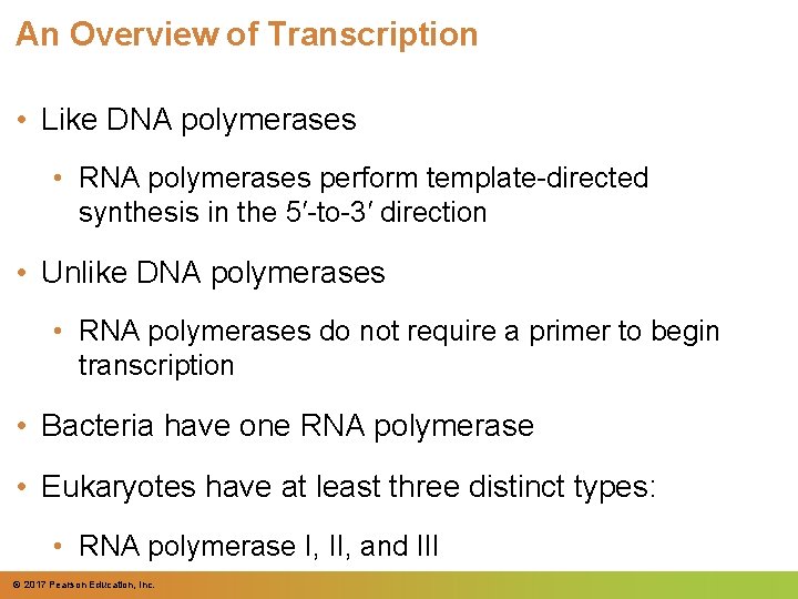 An Overview of Transcription • Like DNA polymerases • RNA polymerases perform template-directed synthesis