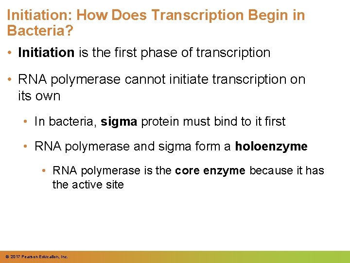 Initiation: How Does Transcription Begin in Bacteria? • Initiation is the first phase of