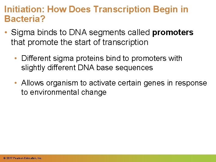 Initiation: How Does Transcription Begin in Bacteria? • Sigma binds to DNA segments called