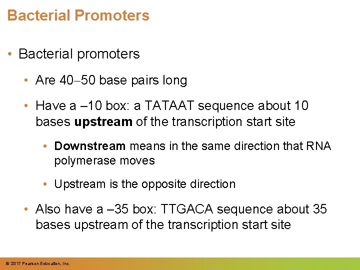 Bacterial Promoters • Bacterial promoters • Are 40 50 base pairs long • Have