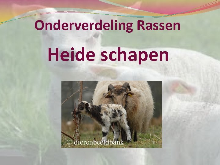 Onderverdeling Rassen Heide schapen 