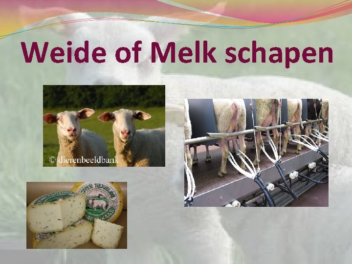 Weide of Melk schapen 