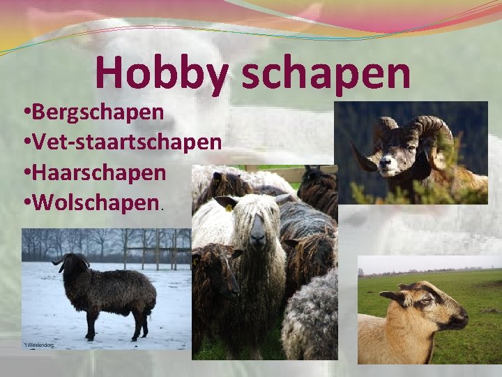 Hobby schapen • Bergschapen • Vet-staartschapen • Haarschapen • Wolschapen. 