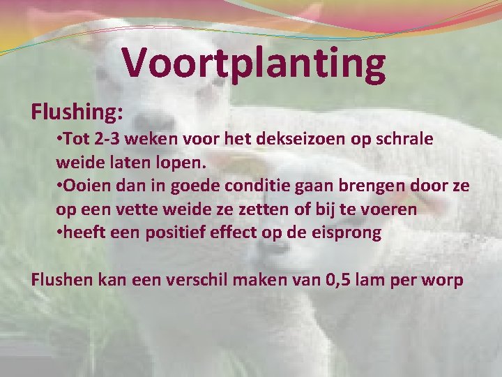 Voortplanting Flushing: • Tot 2 -3 weken voor het dekseizoen op schrale weide laten