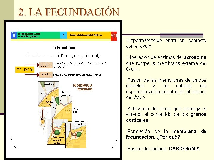 2. LA FECUNDACIÓN -Espermatozoide entra en contacto con el óvulo. -Liberación de enzimas del