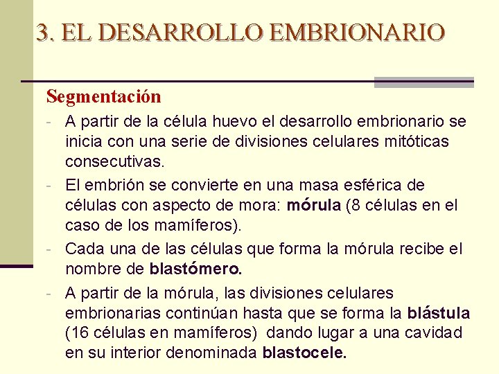3. EL DESARROLLO EMBRIONARIO Segmentación - A partir de la célula huevo el desarrollo