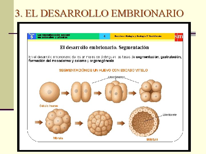 3. EL DESARROLLO EMBRIONARIO 