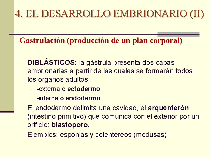 4. EL DESARROLLO EMBRIONARIO (II) Gastrulación (producción de un plan corporal) - DIBLÁSTICOS: la