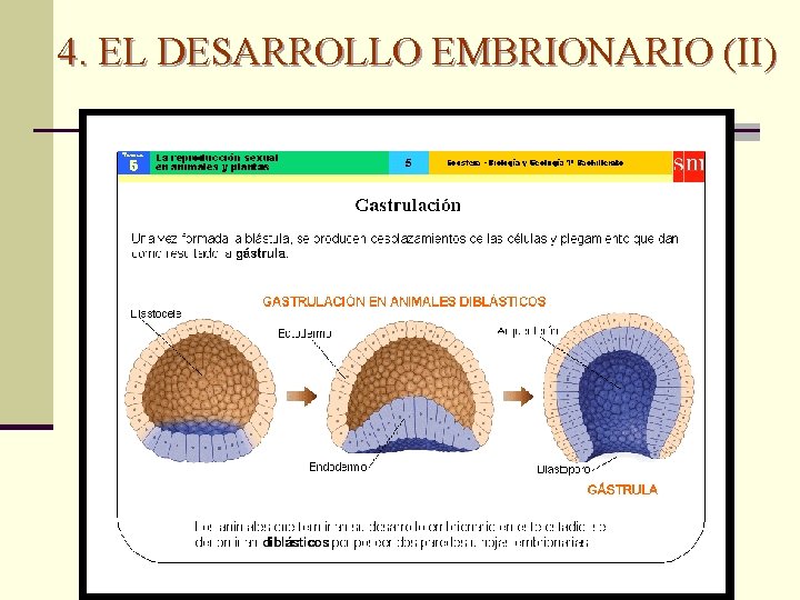 4. EL DESARROLLO EMBRIONARIO (II) 