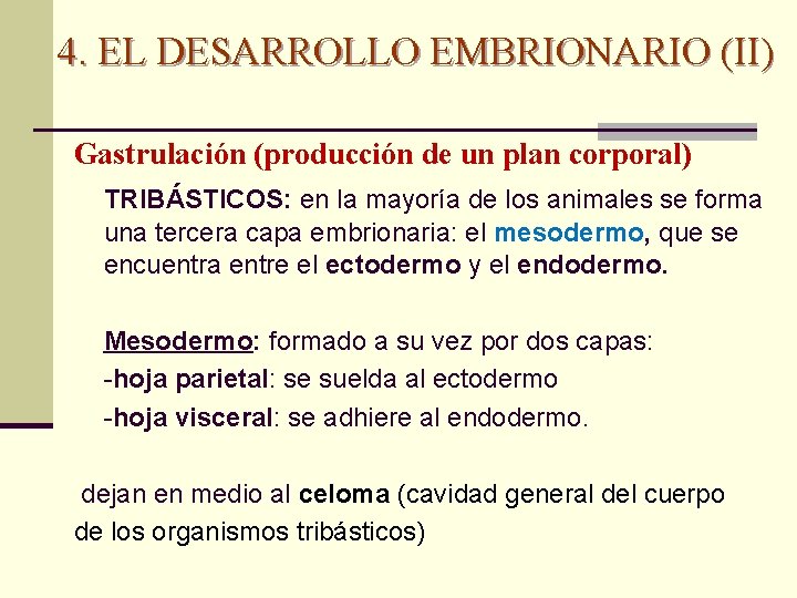 4. EL DESARROLLO EMBRIONARIO (II) Gastrulación (producción de un plan corporal) TRIBÁSTICOS: en la