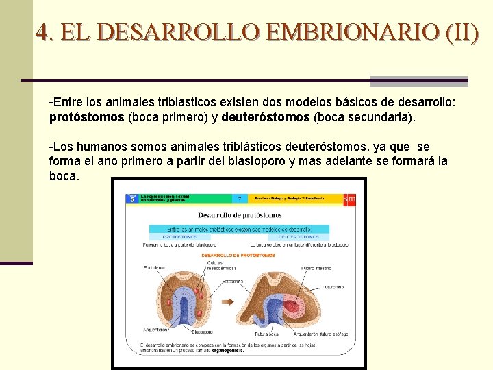 4. EL DESARROLLO EMBRIONARIO (II) -Entre los animales triblasticos existen dos modelos básicos de