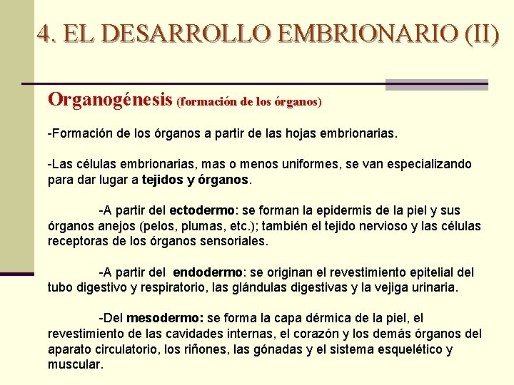 4. EL DESARROLLO EMBRIONARIO (II) Organogénesis (formación de los órganos) -Formación de los órganos