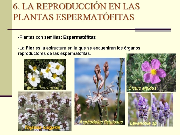 6. LA REPRODUCCIÓN EN LAS PLANTAS ESPERMATÓFITAS -Plantas con semillas: Espermatófitas -La Flor es