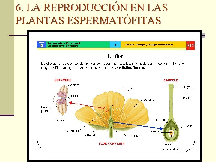 6. LA REPRODUCCIÓN EN LAS PLANTAS ESPERMATÓFITAS 