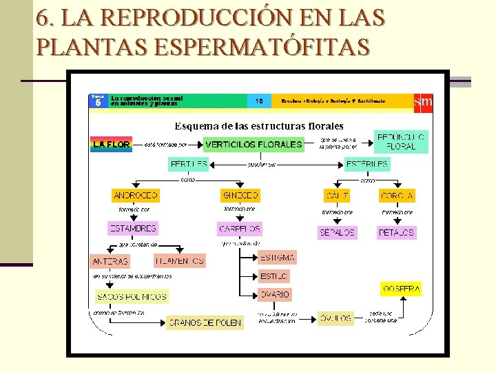 6. LA REPRODUCCIÓN EN LAS PLANTAS ESPERMATÓFITAS 