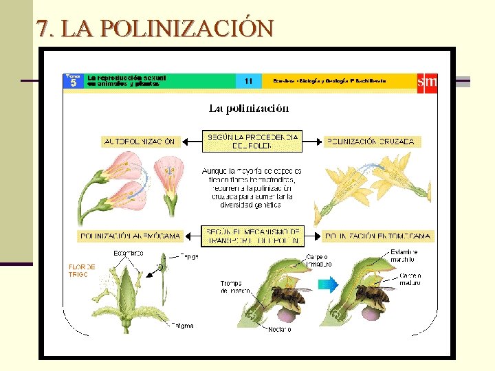 7. LA POLINIZACIÓN 