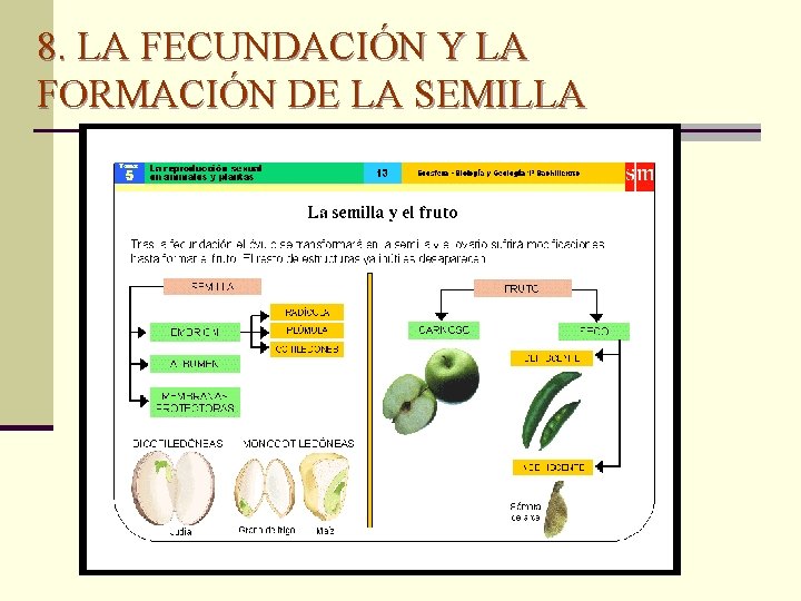 8. LA FECUNDACIÓN Y LA FORMACIÓN DE LA SEMILLA 