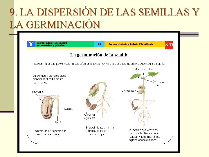 9. LA DISPERSIÓN DE LAS SEMILLAS Y LA GERMINACIÓN 