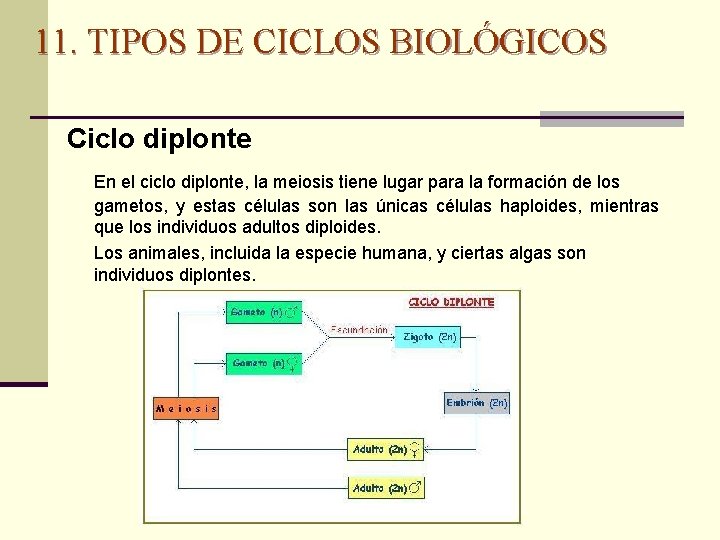 11. TIPOS DE CICLOS BIOLÓGICOS Ciclo diplonte En el ciclo diplonte, la meiosis tiene