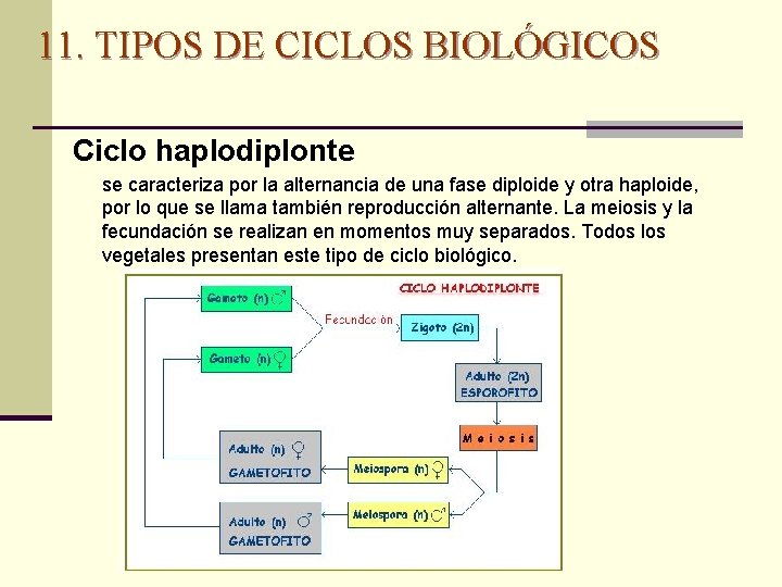 11. TIPOS DE CICLOS BIOLÓGICOS Ciclo haplodiplonte se caracteriza por la alternancia de una