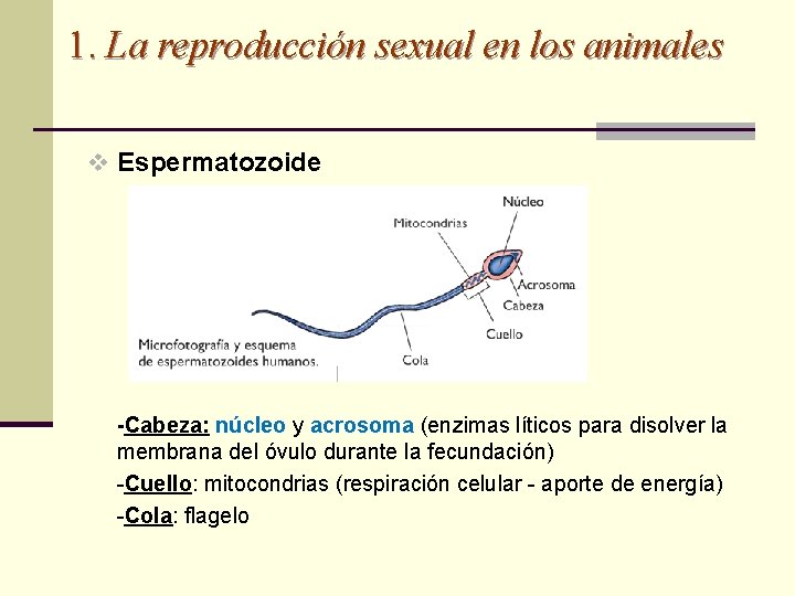 1. La reproducción sexual en los animales v Espermatozoide -Cabeza: núcleo y acrosoma (enzimas