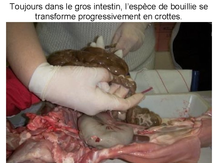 Toujours dans le gros intestin, l’espèce de bouillie se transforme progressivement en crottes. 