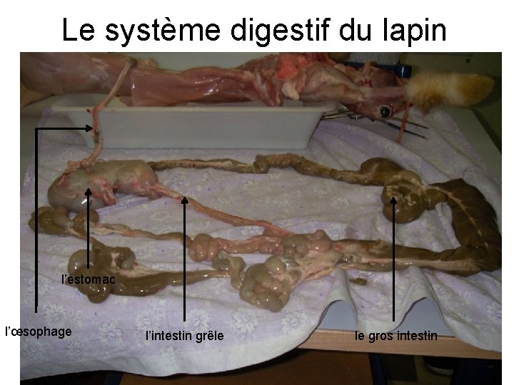 Le système digestif du lapin l’estomac l’œsophage l’intestin grêle le gros intestin 