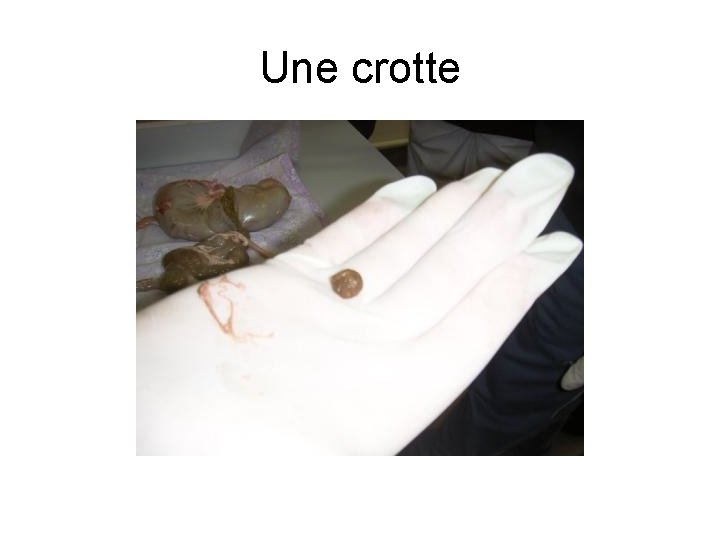 Une crotte 