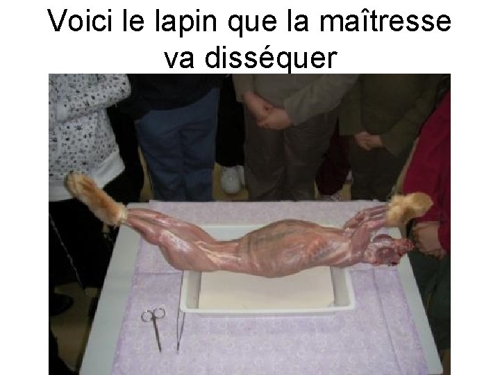 Voici le lapin que la maîtresse va disséquer 