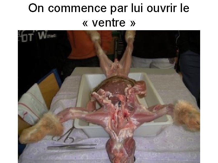 On commence par lui ouvrir le « ventre » 