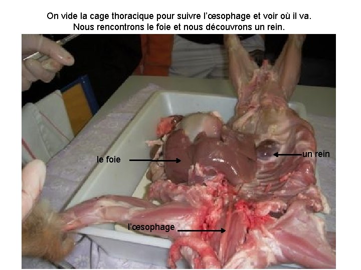 On vide la cage thoracique pour suivre l’œsophage et voir où il va. Nous