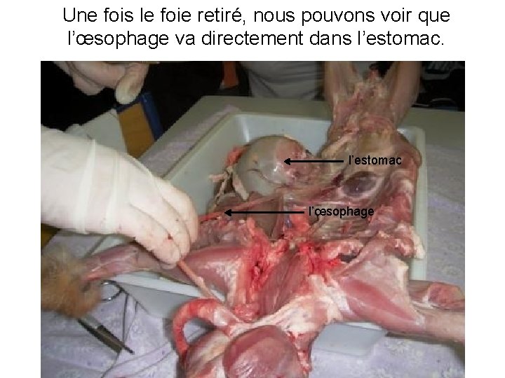 Une fois le foie retiré, nous pouvons voir que l’œsophage va directement dans l’estomac