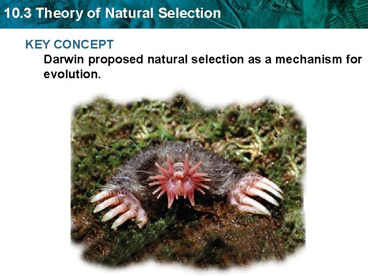 10. 3 Theory of Natural Selection KEY CONCEPT Darwin proposed natural selection as a