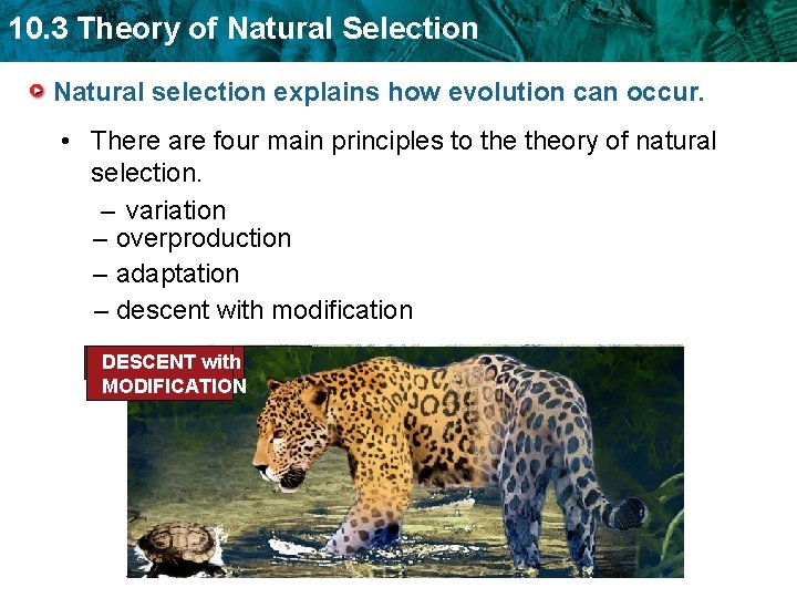 10. 3 Theory of Natural Selection Natural selection explains how evolution can occur. •
