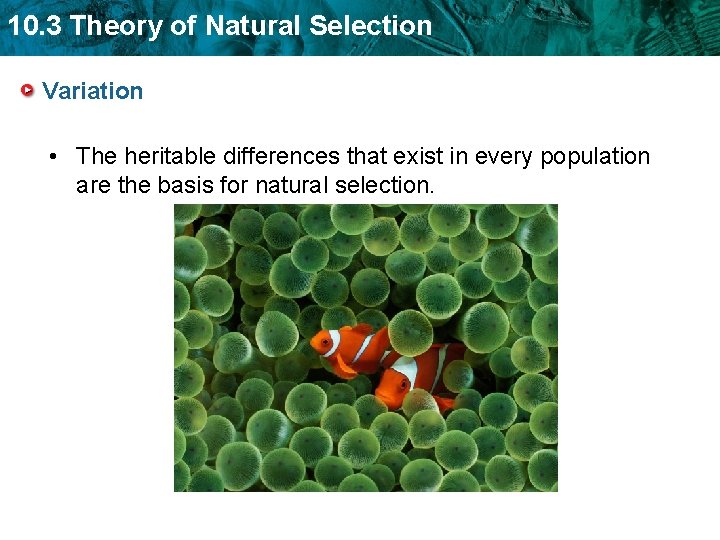 10. 3 Theory of Natural Selection Variation • The heritable differences that exist in