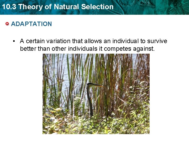 10. 3 Theory of Natural Selection ADAPTATION • A certain variation that allows an